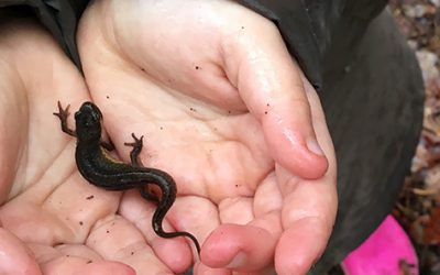 Poelnamenwedstrijd en poelscheppen IVN